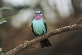 Spangled cotinga (Cotinga cayana), male, captive, occurring in South America