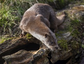European otter (Lutra lutra) standing on an old tree trunk, captive, Germany, Europe