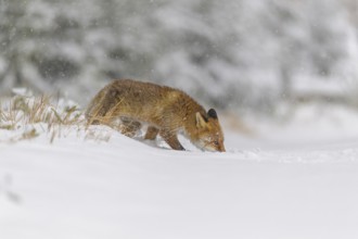 Red fox (Vulpes vulpes), walking through snow in a winter forest, surrounded by snowfall and