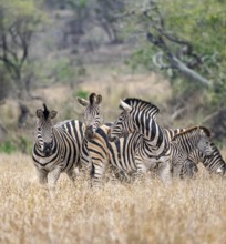 Plains zebras (Equus quagga), group in tall grass, Kruger National Park, South Africa, Africa