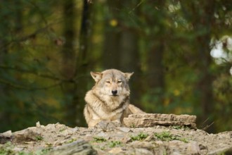 Eastern wolf (Canis lupus lycaon) lying on a little hill, Bavaria, Germany, Europe