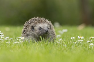 European hedgehog (Erinaceus europaeus) adult animal on a garden grass lawn with flowering daisy