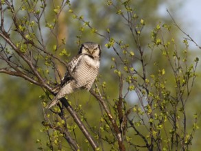 Hawk Owl (Surnia ulula), adult male, perched in a Hairy Birch tree (Betula pubescens), May, Finnish
