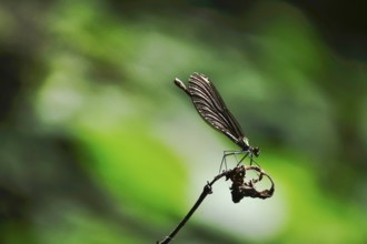 Dragonfly on a branch, July, Germany, Europe