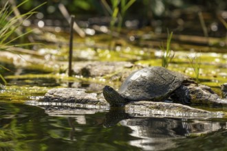 European pond turtle (Emys orbicularis), female, sunbathing, tree trunk, water, Lower Austria