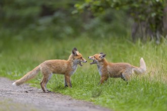 Red fox (Vulpes vulpes), two young foxes playing and practising fighting with each other, summer,