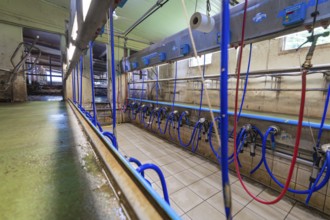Modern milking room with blue and red hoses in an industrial setting, Haselstaller Hof, Gechingen,