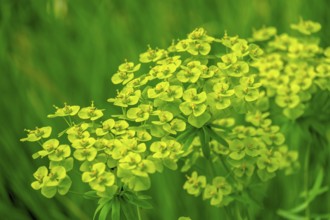 Cypress spurge (Euphorbia cyparissias), Münsterland, North Rhine-Westphalia, Germany, Europe