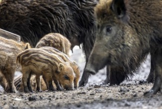 Wild boar (Sus scrofa) with young boar, Eningen pasture in the Swabian Alb. Eningen unter Achalm,