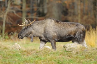 Close-up of an Eurasian elk (Alces alces) or moose in autumn in the bavarian forest