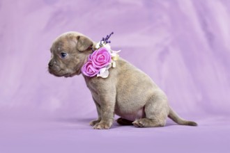 Four weeks purebred young Lilac Brindle French Bulldog puppy with healthy long nose and tail