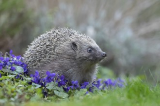 European hedgehog (Erinaceus europaeus) adult animal on flowering garden violet plants in the