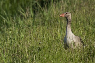 Greylag goose (Anser anser) in tall grass, Hauke-Haien-Koog nature reserve, North Frisia,