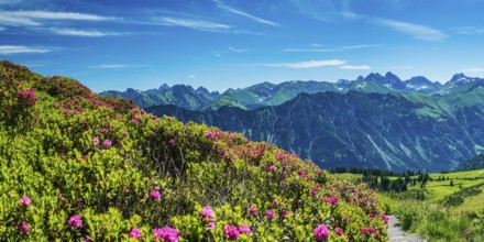 Alpine rose blossom, panorama of the Fellhorn, behind it the Allgäu Alps, Allgäu, Bavaria, Germany,