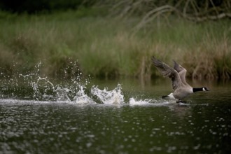Canada goose (Branta canadensis) running over water and splashing water droplets, Lower Rhine,