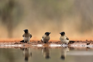 Grey bulbul (Pycnonotus barbatus), adult, group, three birds, at the water, Kruger National Park,