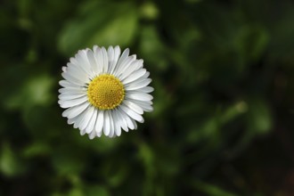 Common daisies (Bellis perennis) Close-up of a flower in a meadow, Wilnsdorf, North