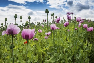 Opium poppy (Papaver somniferum), opium poppy field, Erlenbach, near Heilbronn, Baden-Württemberg,