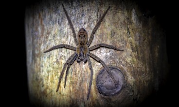 Getazi comb spider or Getazi banana spider (Cupiennius tazi), sitting on a blue tree trunk at