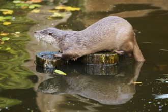 Eurasian otter (Lutra lutra) on a tree trunk in the water of a little lake, Bavaria, Germany,