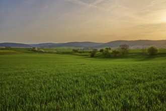 Green meadow in hilly landscape at sunrise with soft clouds in the sky, Mönchberg, Mltenberg,