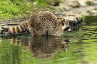 A raccoon examines a pond surrounded by lush green vegetation, raccoon (Procyon lotor)