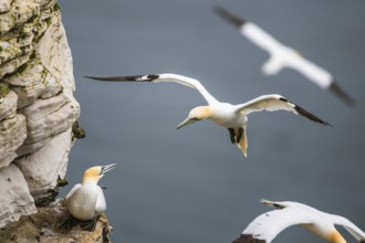 Northern Gannet, Morus bassanus, bird in flight over sea, Bempton Cliffs, North Yorkshire, England,