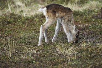 Reindeer (Rangifer tarandus) a few weeks old young animal in the tundra, Lapland, Northern Norway,