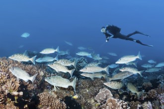 Diver observing shoal of big-headed snappers (Lethrinus olivaceus), Tuamotu Archipelago, French