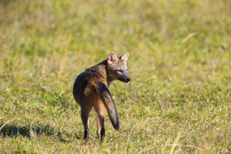 South American forest fox (Cerdocyon thous) Pantanal Brazil