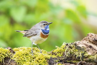 Bluethroat (Luscinia svecica cyanecula) Male Germany