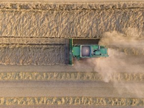A combine harvester harvests a grain field near Frankfurt am Main. (Aerial photo with a drone),