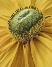 Detailed close-up of a yellow flower with striking textures and colours, Siegen, North