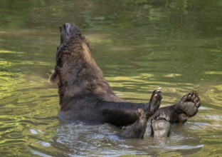 Brown bear (Ursus arctos) bathing in a pond, captive, Bavarian Forest National Park, Bavaria,