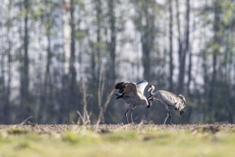 Cranes (Grus grus), dancing, Emsland, Lower Saxony, Germany, Europe