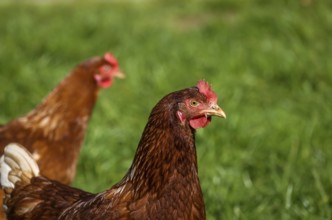 Wesel, North Rhine-Westphalia, Germany, Free-range organic chickens in a meadow in front of a