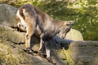 Alpine ibex (Capra ibex), in the mountains, Bavaria, Germany, Europe