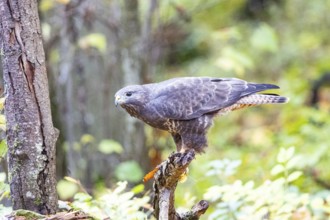 Common buzzard (Buteo buteo) Germany