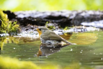 European robin (Erithacus rubecula) bathing Germany