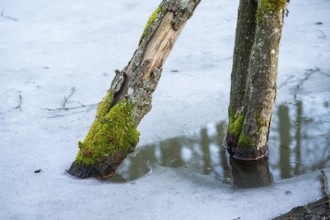 Winterladscape of a swamp with ice, Lengenbach, Deining, Upper Palatinate, Bavaria, Germany, Europe