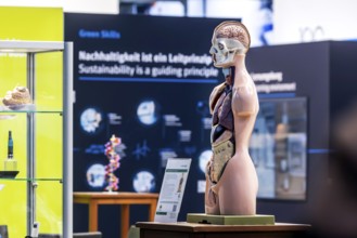 Human body model with muscles and organs for biology lessons. Scientific teaching aid from Hedinger