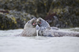 Grey seal (Halichoerus grypus) playing with each other in the water, sea, Düne, Helgoland,