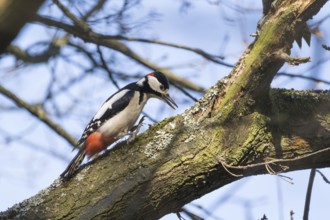 A great spotted woodpecker (Dendrocopos major) lands on a branch, surrounded by branches and blue