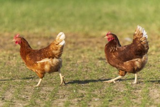 Two brown chickens running across a meadow, domestic chicken, Rhineland-Palatinate, Germany, Europe