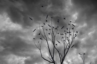 Raven crows (Corvus corone) sitting on a bare treetop, rain clouds, Bavaria, Germany, Europe