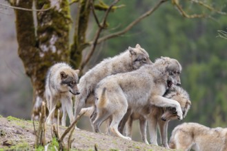 A pack of grey wolves (Canis lupus lupus) playing on a hill and showing social behaviour