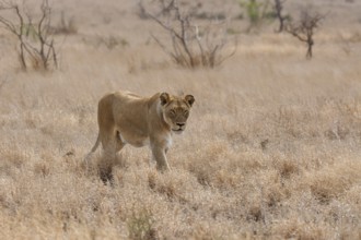 African lion (Panthera leo melanochaita), lioness, adult female walking in dry grass, savanna,
