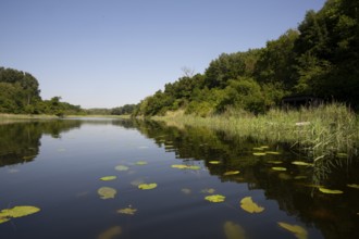 Alluvial forest, water, bank, reeds, pond lilies, leaves, Lower Austria