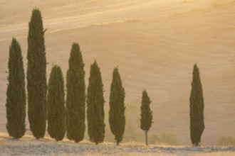 Cypress tres in a typical Tuscan landscape in Val d'Orcia with hills at sunrise in summer, Tuscany,