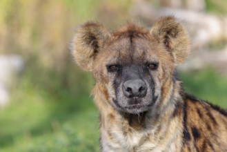 Portrait of a Spotted Hyena (Crocuta crocuta), or Laughing Hyena in beautiful light